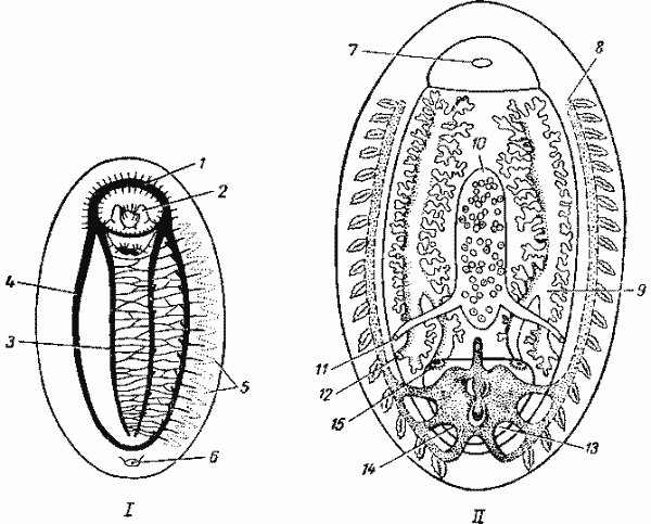 Внутреннее строение хитона