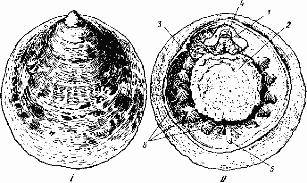 Neopilina galatheae