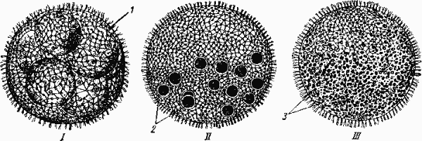 Volvox aureus