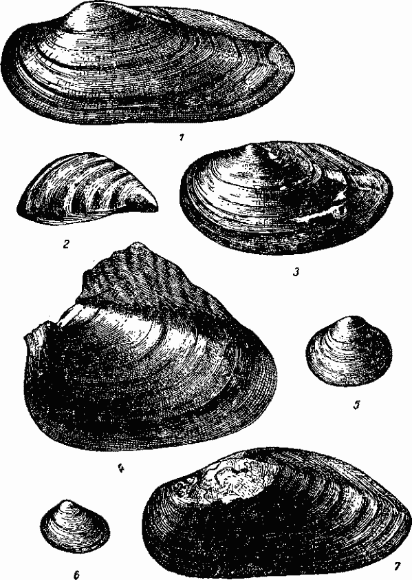 Двустворчатые пресных вод СССР