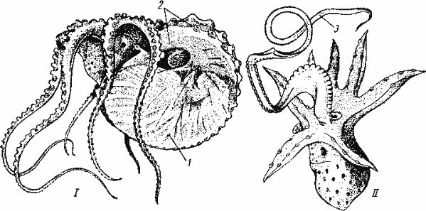 Аргонавт (Argonauta argo)