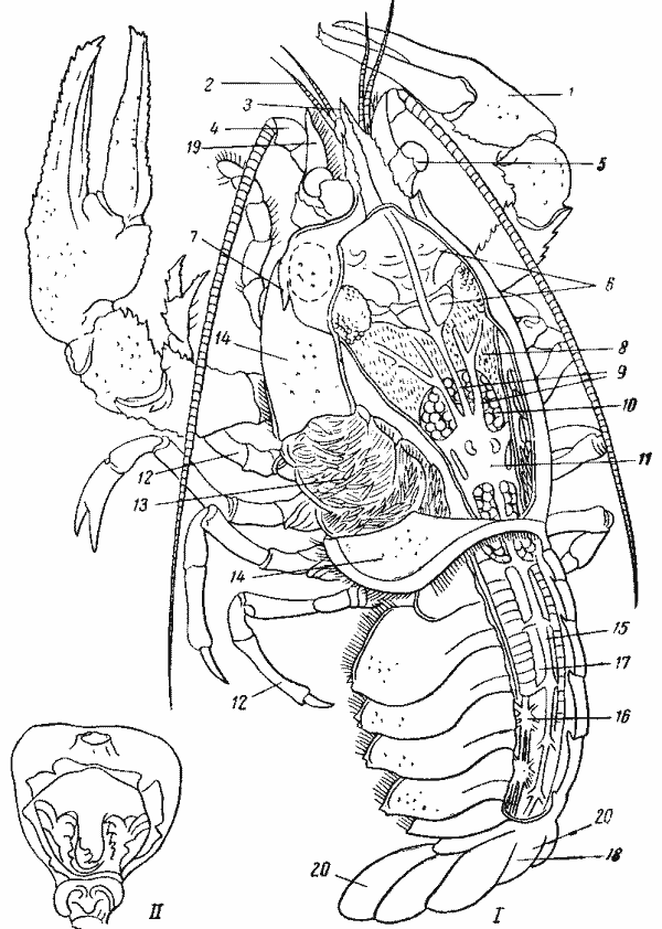 Речной рак Astacus astacus