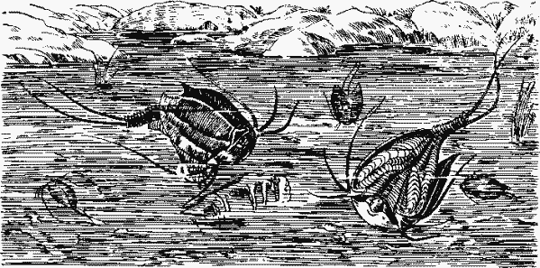 Щитень Triops (Apus) cancriformis Щитень Triops (Apus) cancriformis