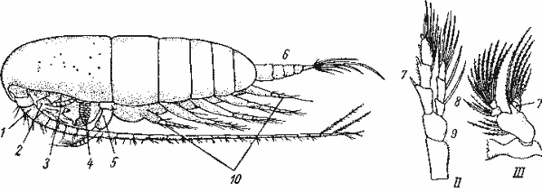 Calanus