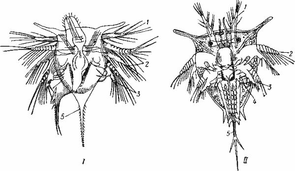 Личиночные фазы Balanus