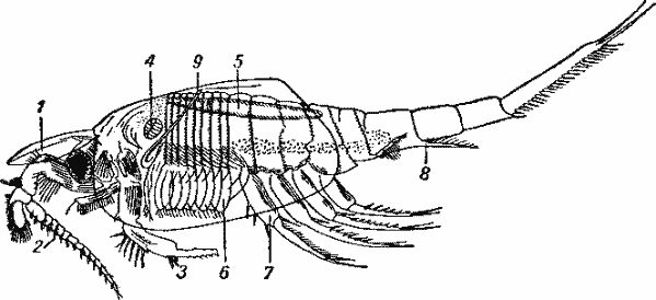 Nebalia