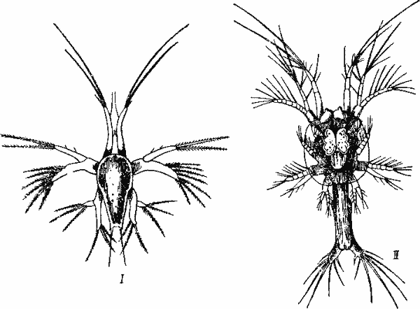 Penaeus