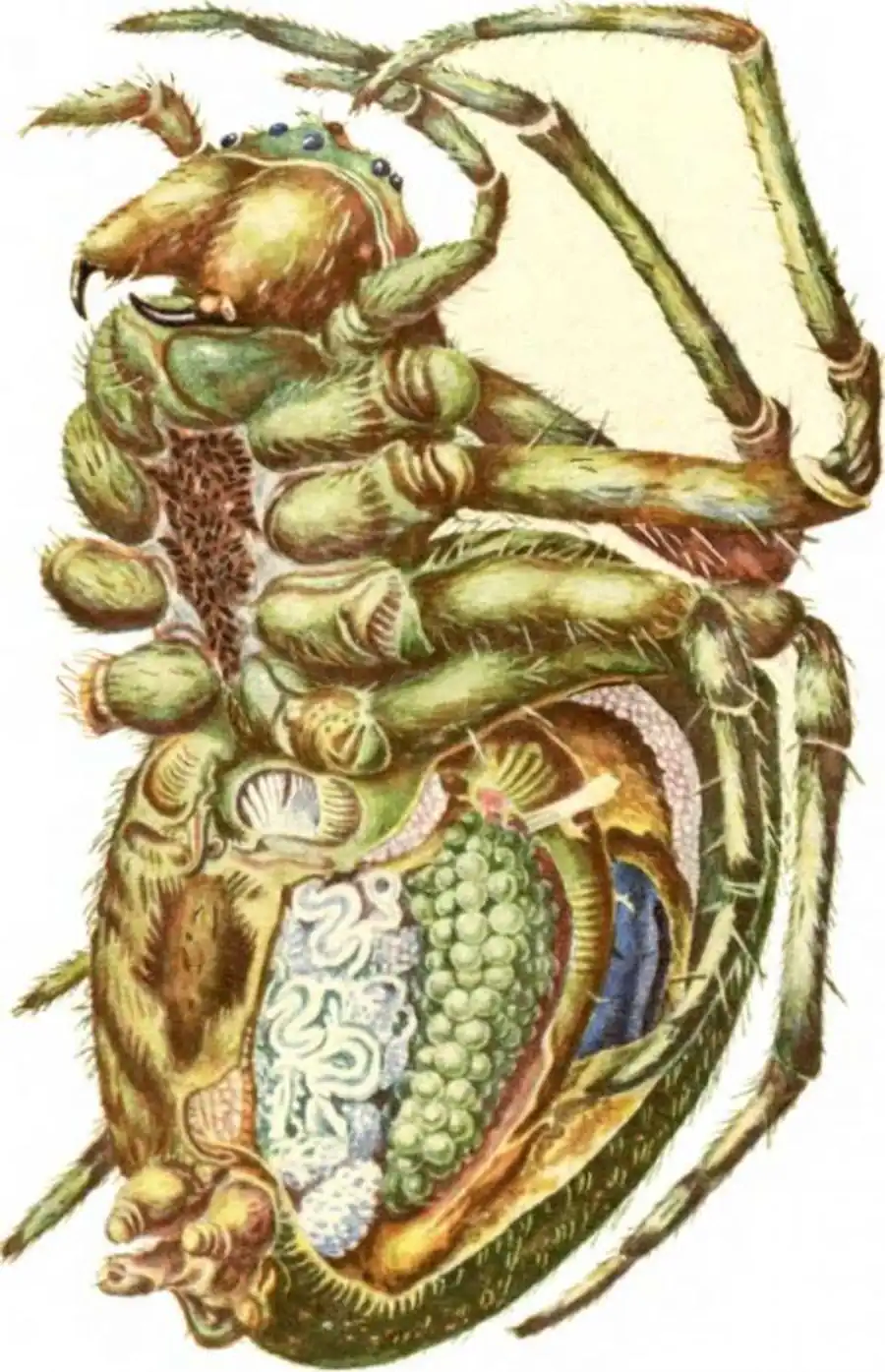 Паук-крестовик Araneus, самка