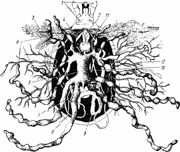 Ixodes ricinus, вскрытая упитанная самка