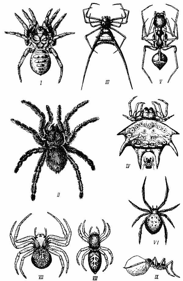 Пауки (Araneae) Пауки (Araneae)