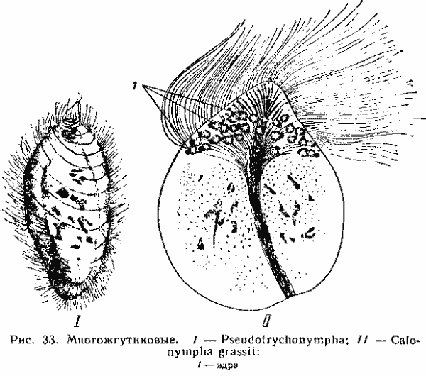 Trichomonas hominis Trichomonas hominis