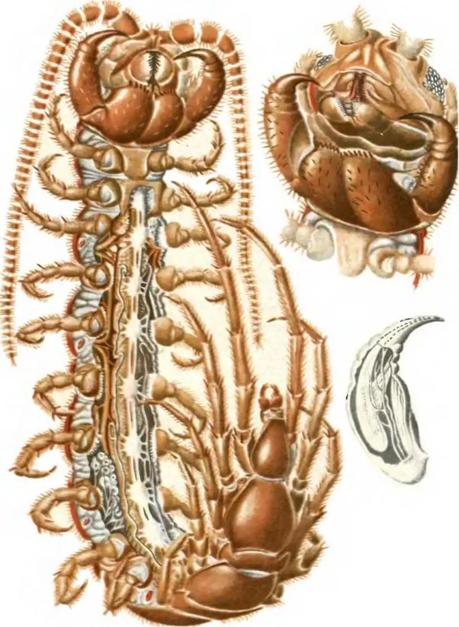 Костянка (Lithobius forficatus), самка