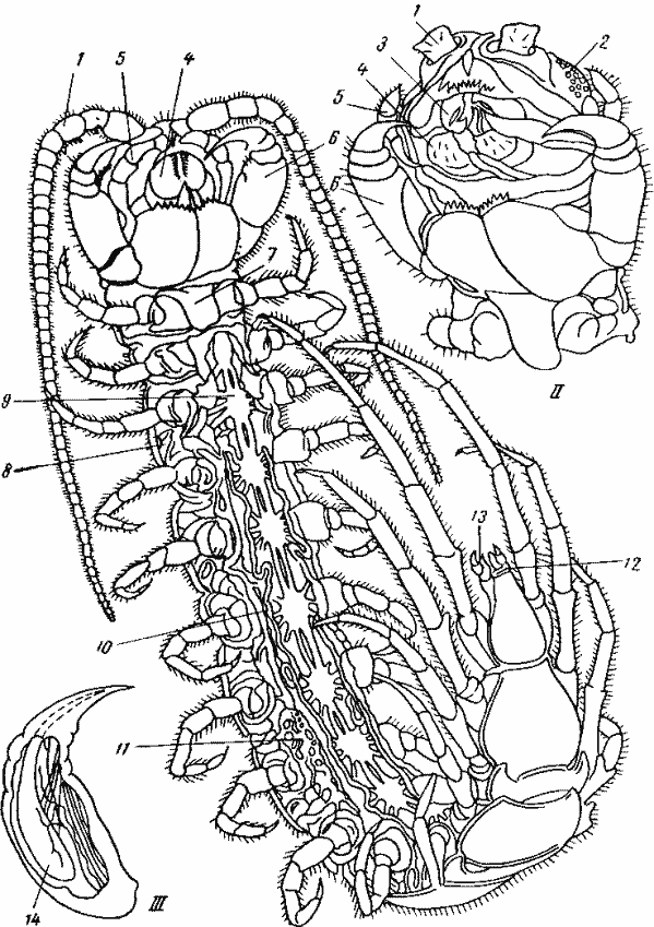 Костянка (Lithobius forficatus), самка