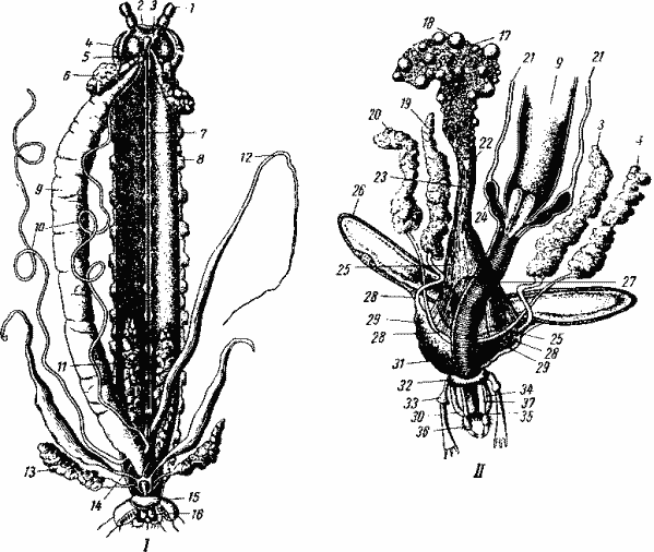 Lithobius