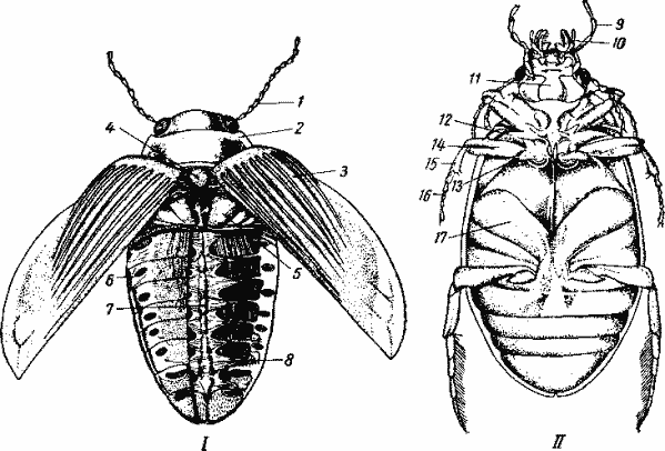 Жук-плавунец (Macrodytes marginalis)