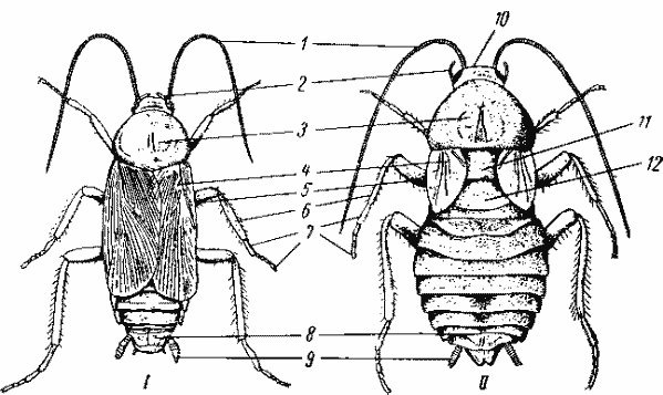 Самец и самка черного таракана (Blatta orientalis)