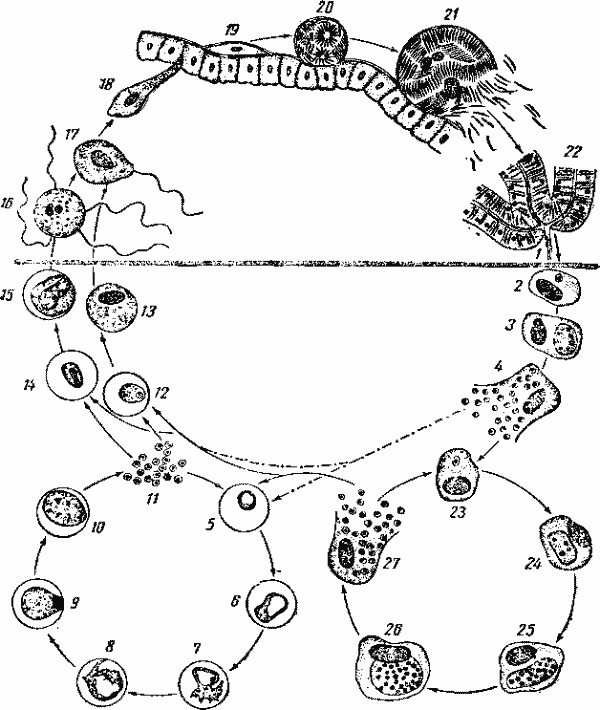 Схема цикла развития возбудителя малярии