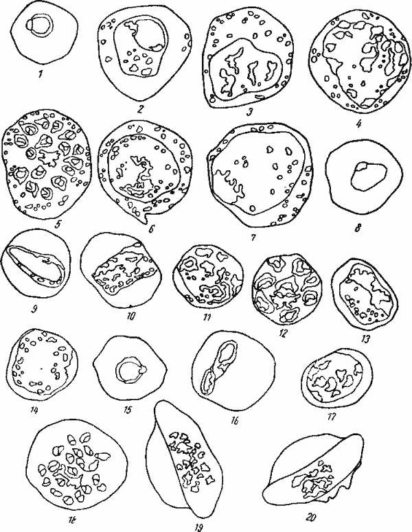 Развитие Plasmodium vivax (1—7), Pl. malariae (8—14), PI. falciparum (15—20)