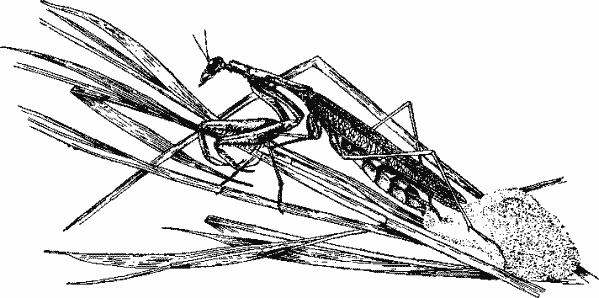 Кладка Mantis religiosa