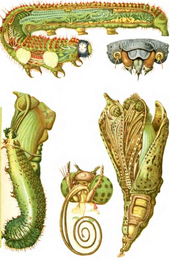 Капустница (Pieris brassicae)