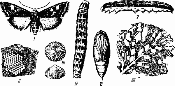 Капустная совка (Barathra brassicae)