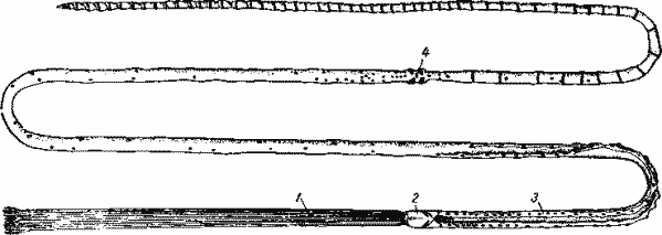 Lamellisabella zachsi (большие глубины Охотского моря)
