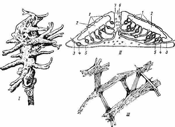 Бодяга (Spongilla)