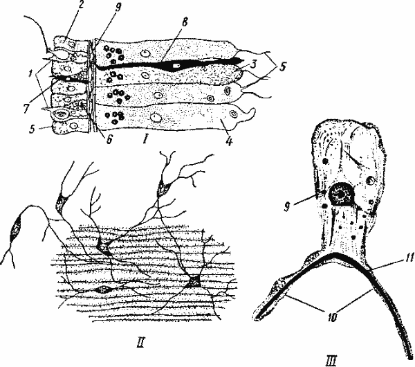 Микроскопическое строение гидры