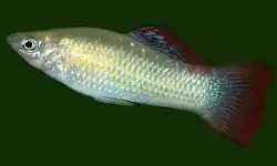 Mollinesia salvatoris