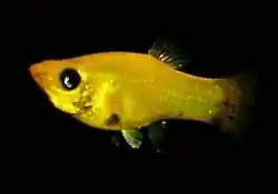 Mollinesia petenensis