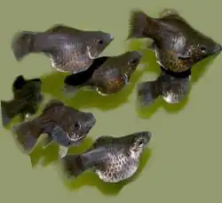 Mollinesia аквариумная