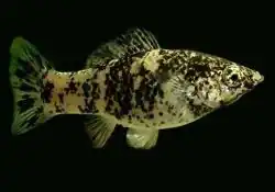 Mollinesia latipinna