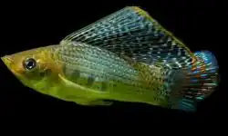 Mollinesia велифера природная