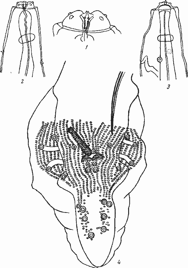 Abbreviata (Abbreviata) leiperi (Skrjabin, 1924) (по Скрябину, 1924)