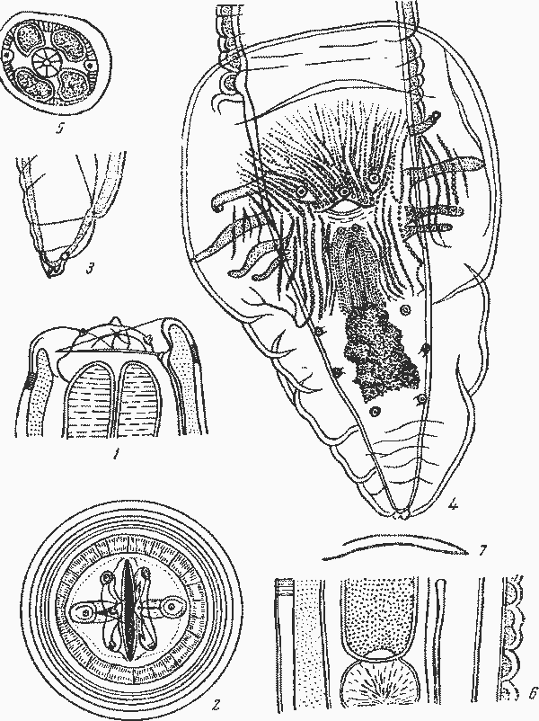 Abbreviata (Abbreviata) natricis (Kreis, 1940) (по Крейсу, 1940)