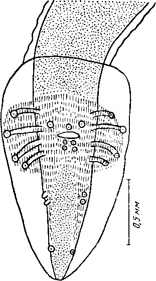 Abbreviata (Abbreviata) varani (Parona, 1889) (по Ортлеппу, 1922)