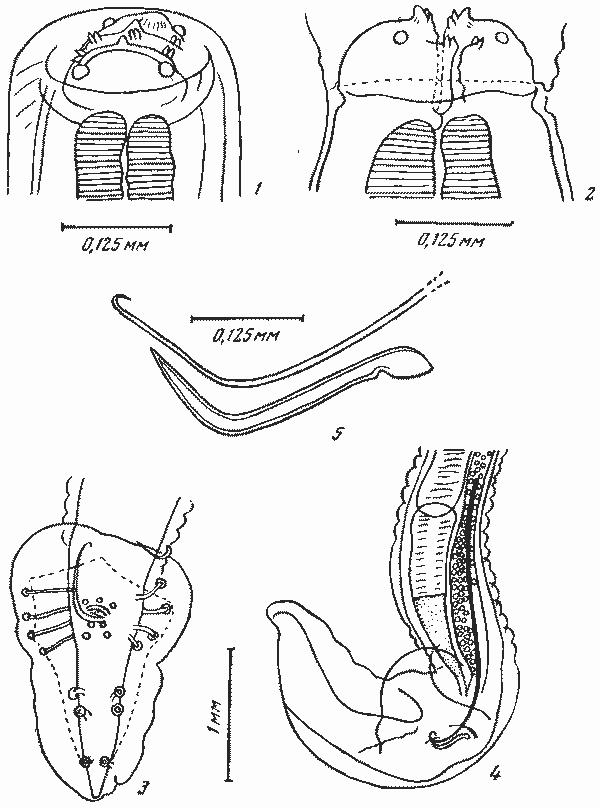  Abbreviata (Abbreviata) varani (Parona, 1889) (по Круцу, 1950)