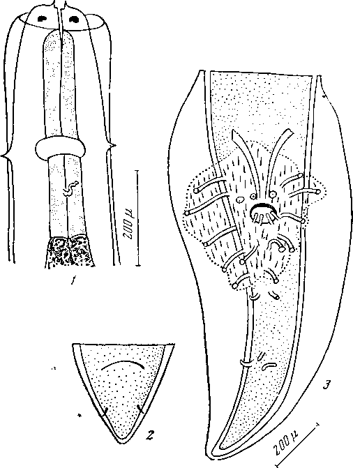 Physaloptera (Physaloptera) dispar Linstow, 1904 (по Линстову, 1904)