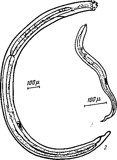 Physaloptera (Physaloptera) maxillaris Molin, 1860 (по Габмайеру, 1941)