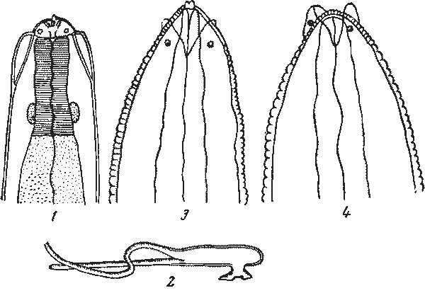 Physaloptera (Physaloptera) myotis Babos, 1954 (по Бабошу, 1954)