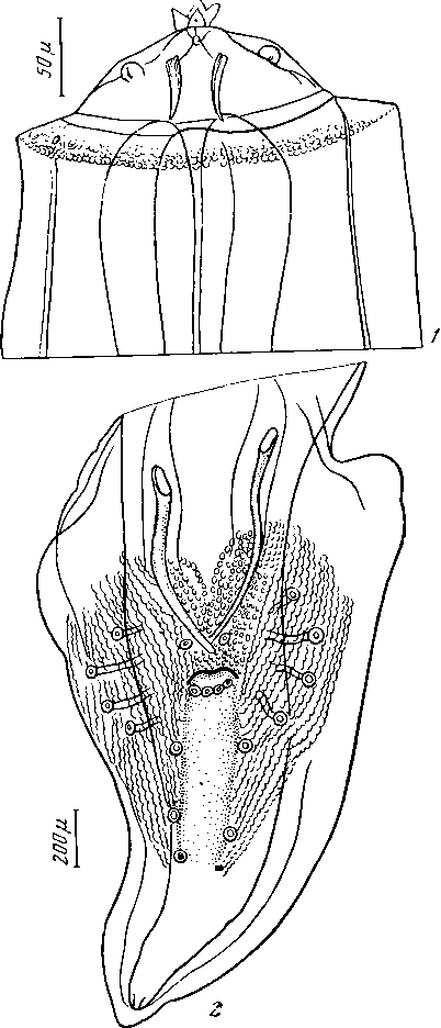 Physaloptera (Physaloptera) sibirica Petrov et Gorbunov, 1931 (по Каденации, 1939)