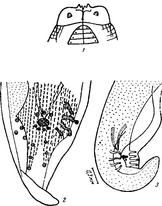 Physaloptera (Physaloptera) sp. Kung, 1948 (по Кунгу, 1948)