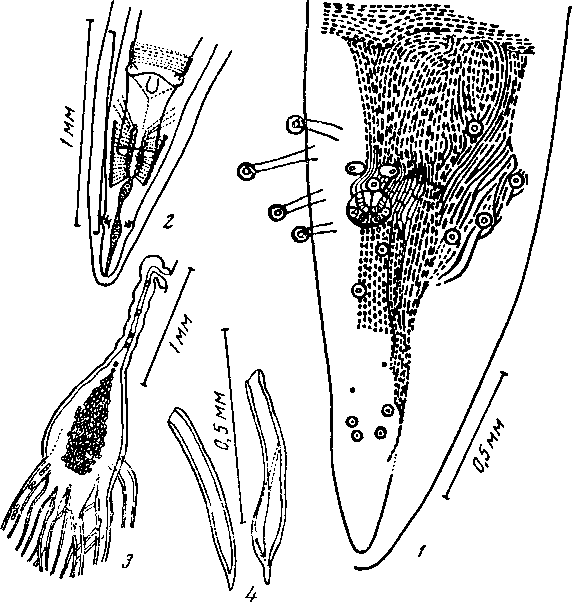 Physaloptera (Turgida) ackerli Hill, 1939