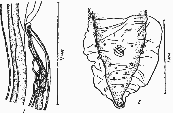 Physaloptera (Pseudophysaloptera) soricina (Baylis, 1934) (по Морозову, 1960)