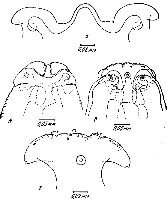 Cyrnea (Procyrnea) uncinipenis (Molin, 1860) Chabaud, 1958 (по Фрейтасу и Ленту, 1917)