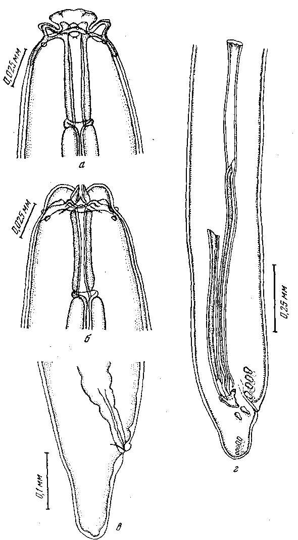 Cyrnea apterocerca (Guschanskaja, 1931) Chabaud, 1958 (по Гушанской, 1952)