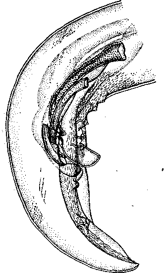 Spirura rytipleurites rytipleurites (Deslongchamps, 1824)