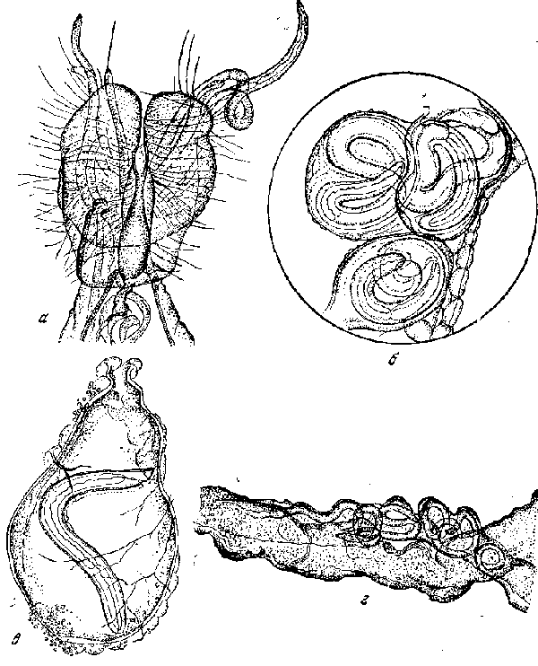 Drascheia megastoma (Rudolphi, 1819) (по Горшкову, 1948)