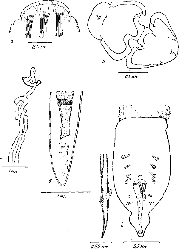 Hartertia gallinarum (Theiler, 1919)