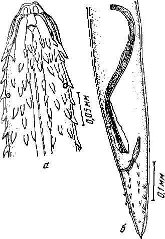 Tetrameres (Petrowimeres) pavonis Tschertkowa, 1953 (по Чертковой, 1953)